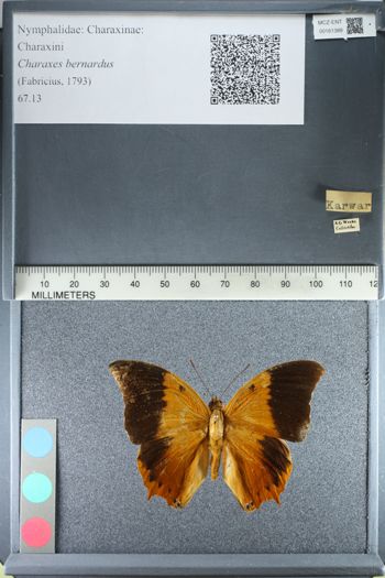Media type: image;   Entomology 161388